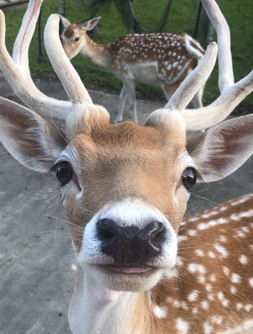 Lief bokje zoekt een nieuwe thuis!, Dieren en Toebehoren, Mannelijk, 6 jaar of ouder