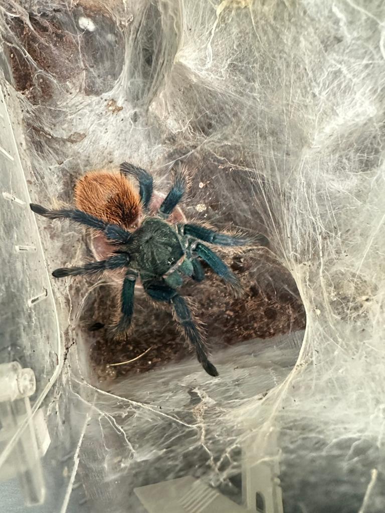 Chromatopelma cyaneopubescens vrouw+ terra, Spin of Schorpioen