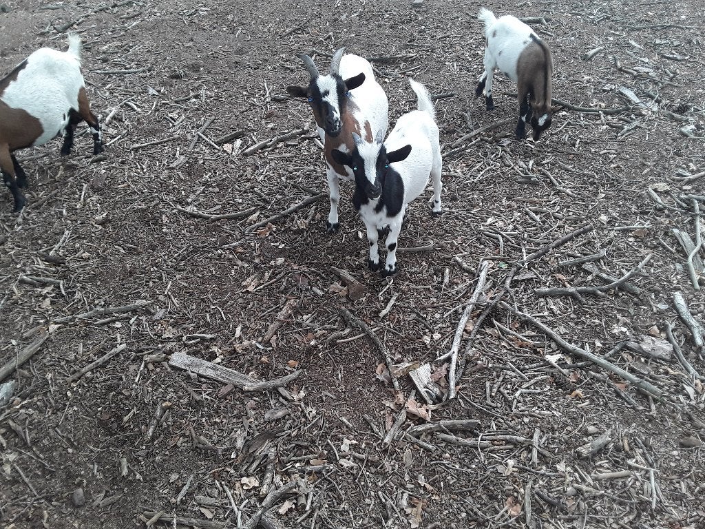 Dwerg bokje, Mâle, Chèvre, 0 à 2 ans