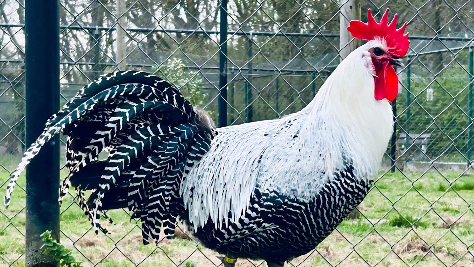 voulu ! ! !, Mâle, Poule ou poulet