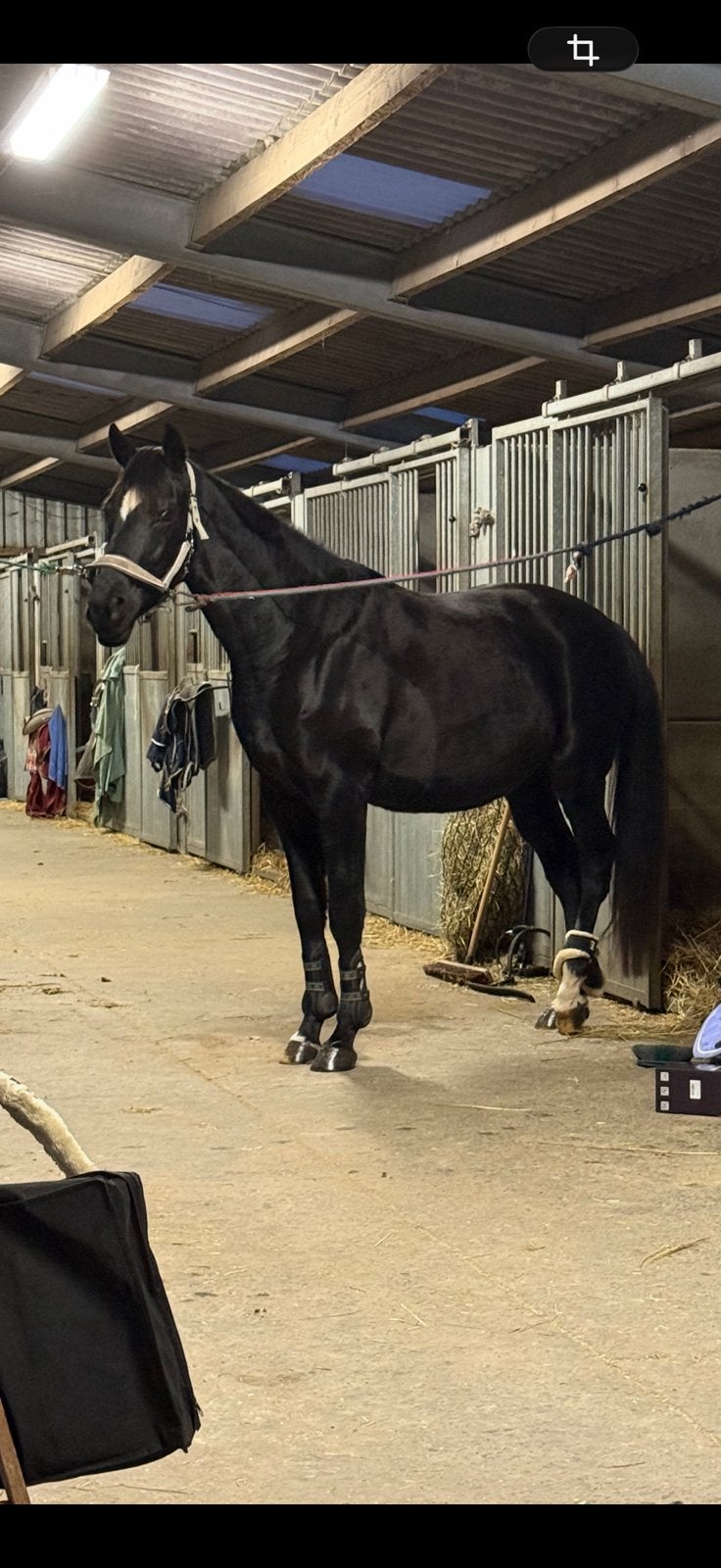 Hongre 4ans, Animaux & Accessoires, Chevaux, Hongre, L, 160 à 165 cm, 3 à 6 ans, Cheval de saut, Avec pedigree, Avec puce électronique