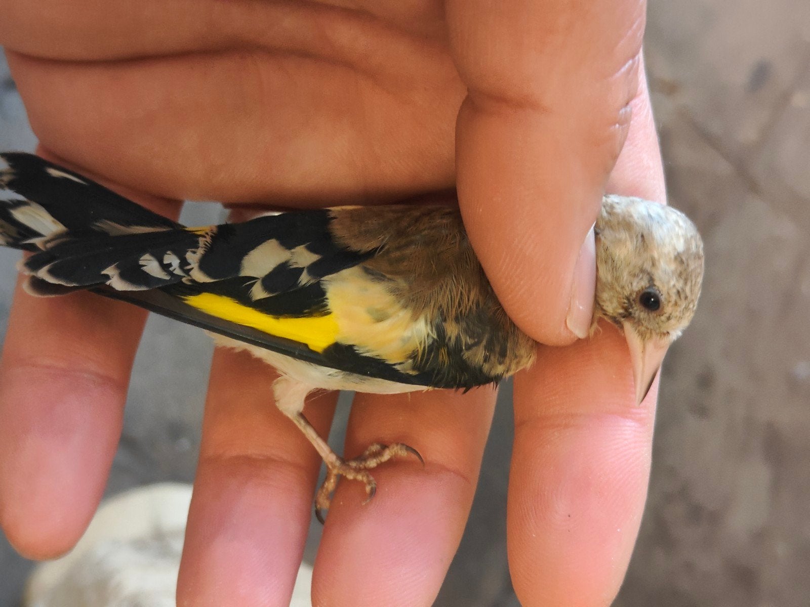 Puttertje 2026, Dieren en Toebehoren, Vogels | Kanaries, Mannelijk