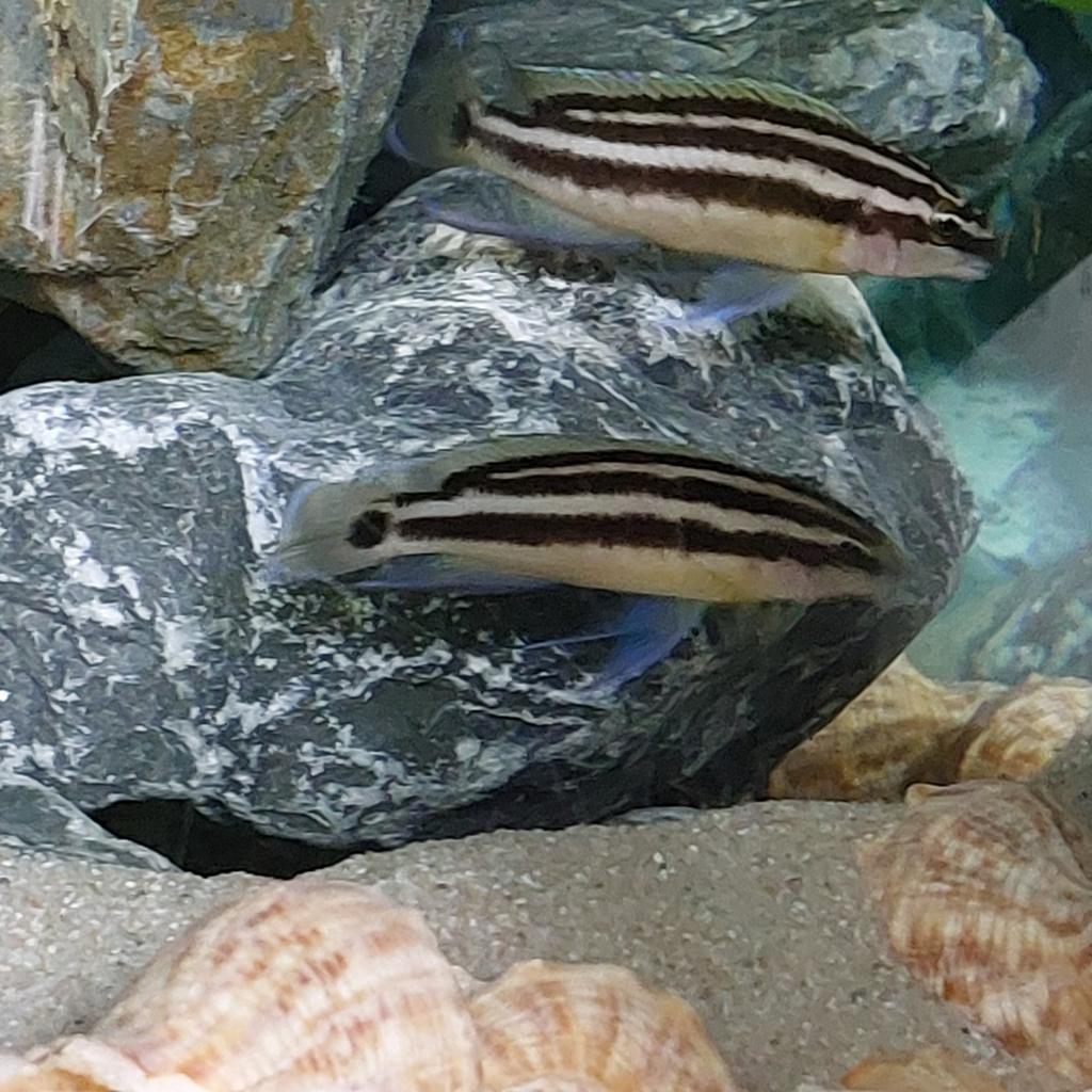 Julidochromis ornatus koppel + jongen, Dieren en Toebehoren