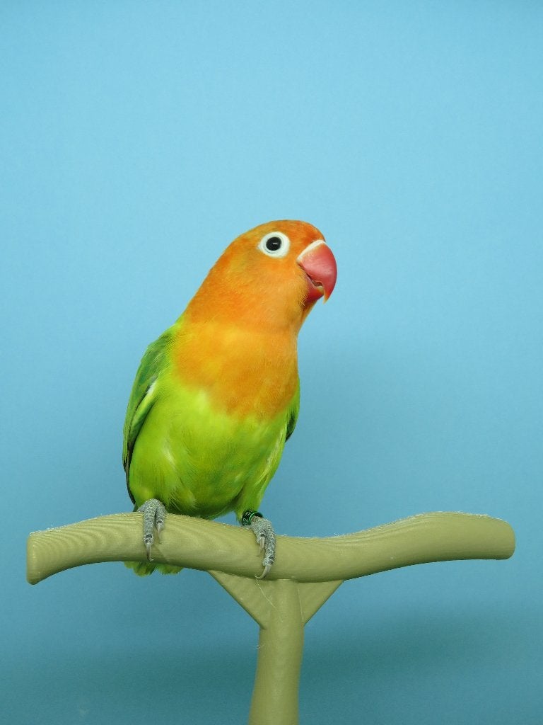 Fischerie, Animaux & Accessoires, Mâle, Perroquet nain ou Inséparable, Bagué