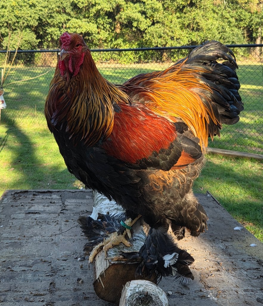 Brahma goudpatrijs haan, Mannelijk, Kip