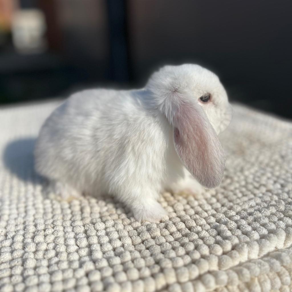 Franse Hangoor Rammetje, Dieren en Toebehoren, Konijnen, Mannelijk, Middelgroot, Hangoor, 0 tot 2 jaar