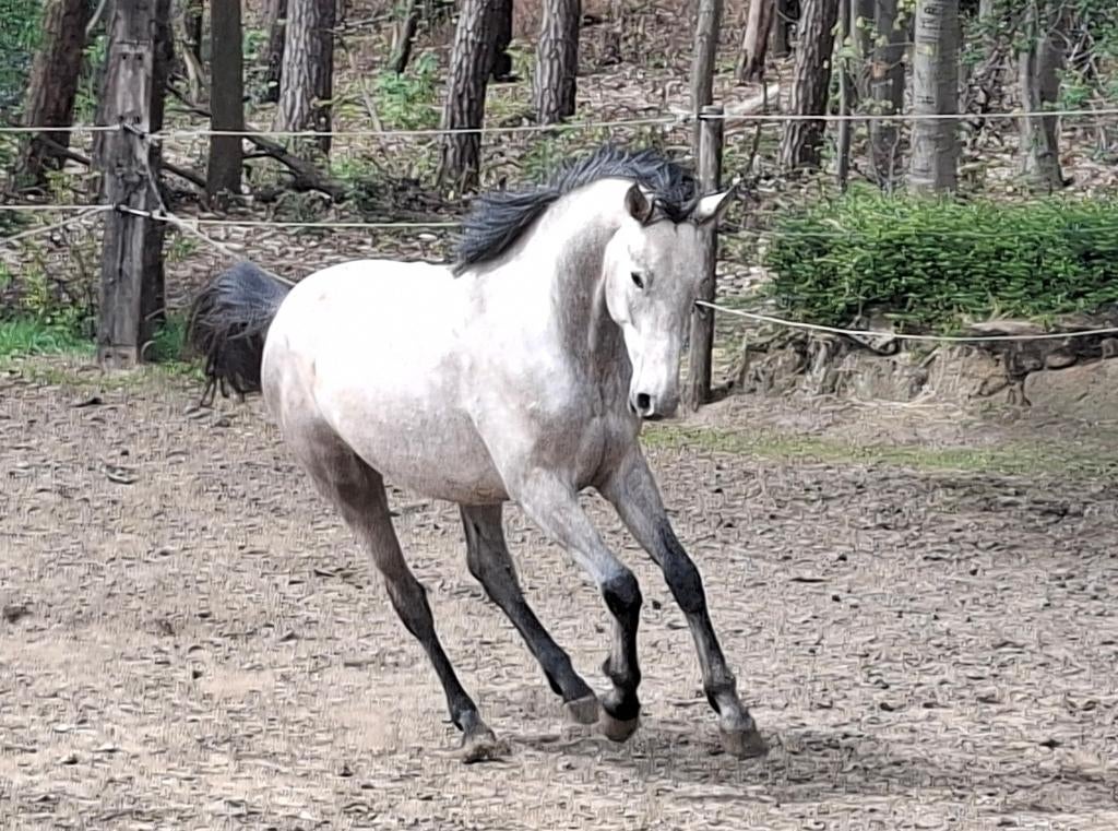 1 en 2 jarige Ember Z x Omar, Dieren en Toebehoren, Paarden, Meerdere dieren, Niet van toepassing, Springpaard, 0 tot 2 jaar