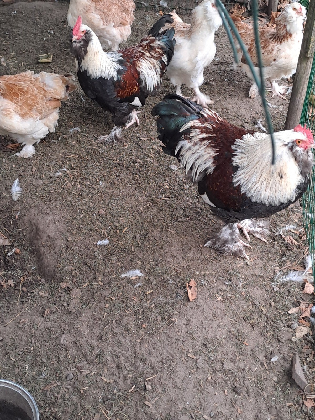 faverolle haan, Animaux & Accessoires