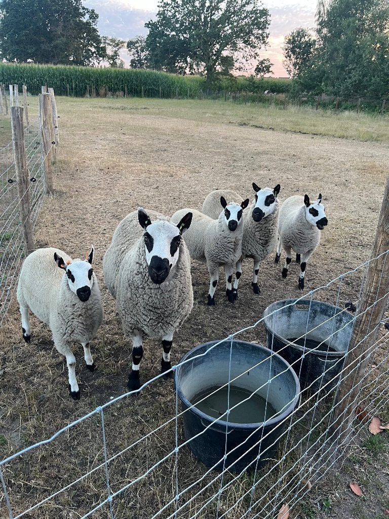 Kerry Hill ram en ramlammeren, Mannelijk, Schaap, 0 tot 2 jaar