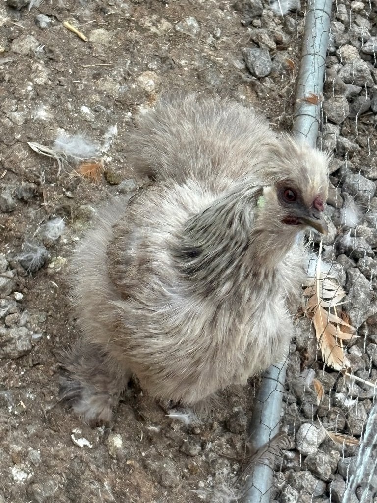 Zijdehoen haan gratis, Dieren en Toebehoren, Pluimvee, Mannelijk, Kip