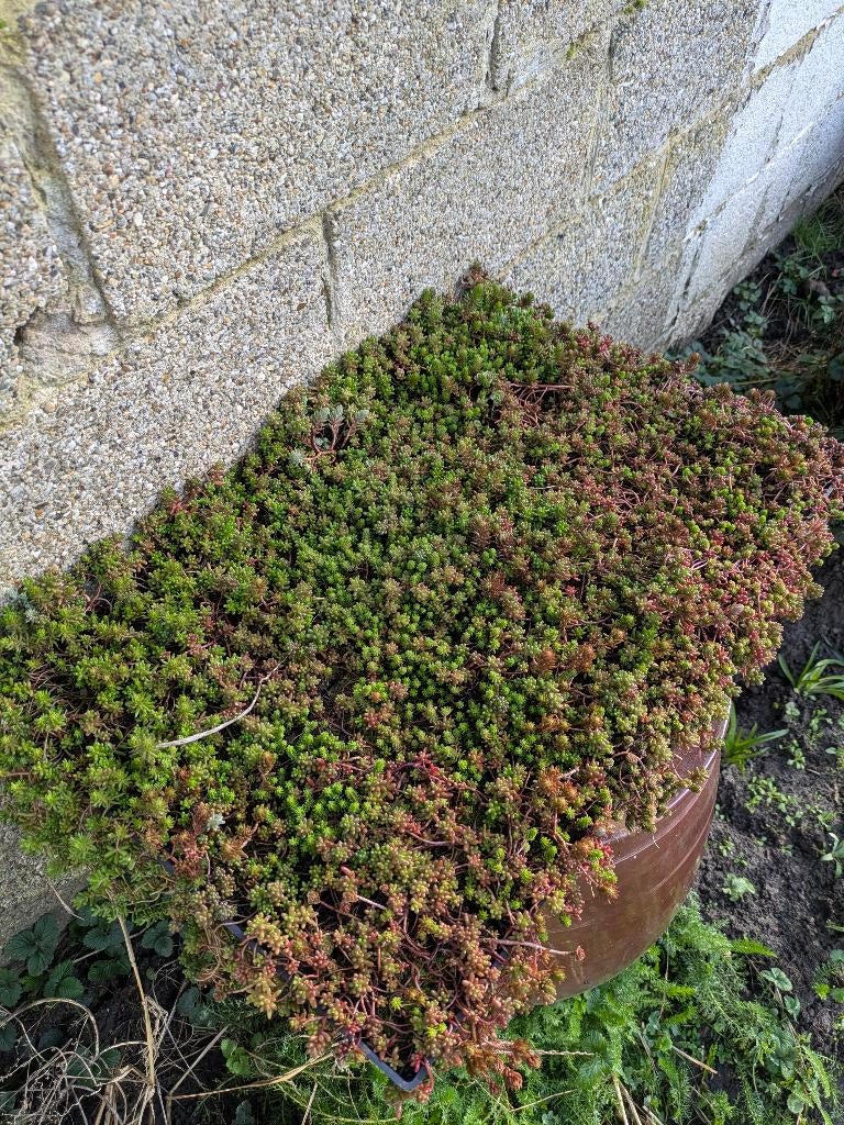 Sedum platen trays, Doe-het-zelf en Bouw, Dakpannen en Dakbedekking, Ophalen, Overige materialen, Overige typen, Zo goed als nieuw