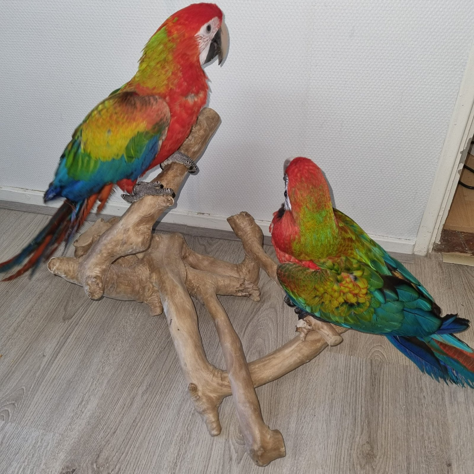 Ara tropicana, Animaux & Accessoires, Femelle, Perroquet, Domestique