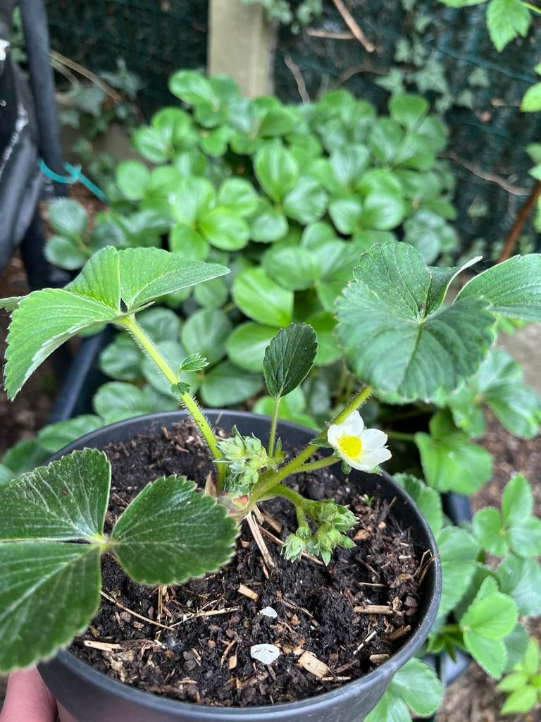 Aardbeienplanten met bloemen – €5 per stuk!, Ophalen of Verzenden