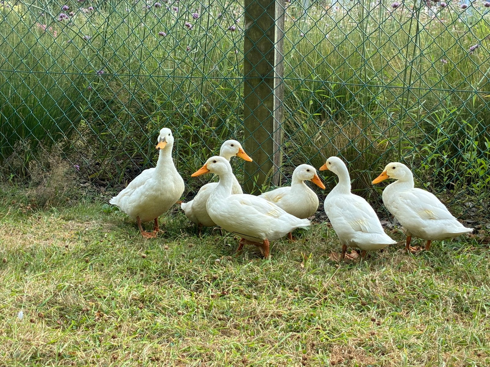 Jonge volwassen witte eenden, Plusieurs animaux, Canard