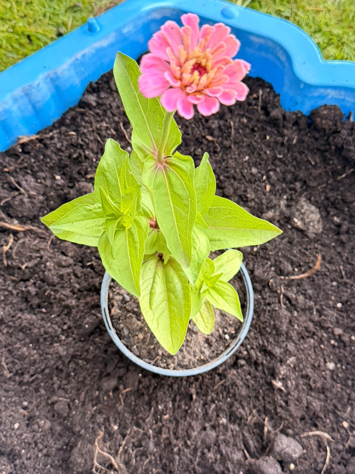 Zinnia bloem, Tuin en Terras, Ophalen of Verzenden