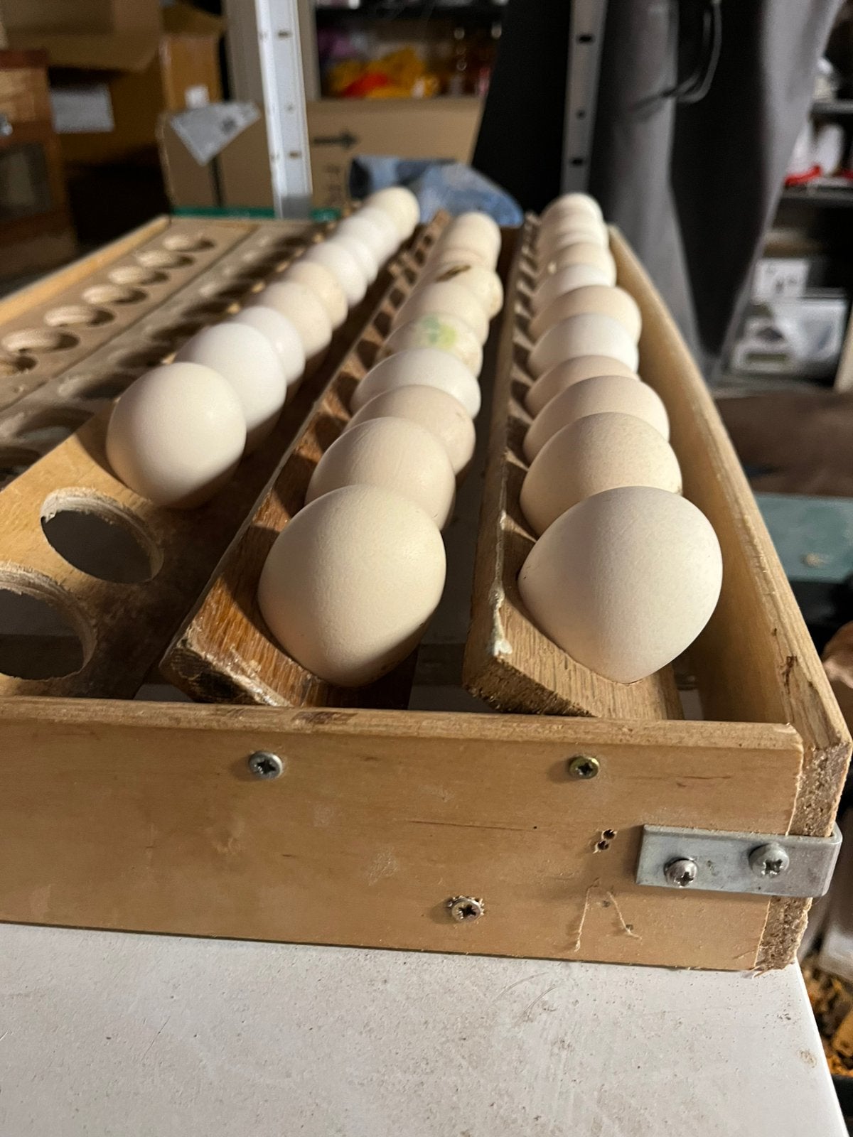 Broedeieren mechelse koekoek, Dieren en Toebehoren, Pluimvee