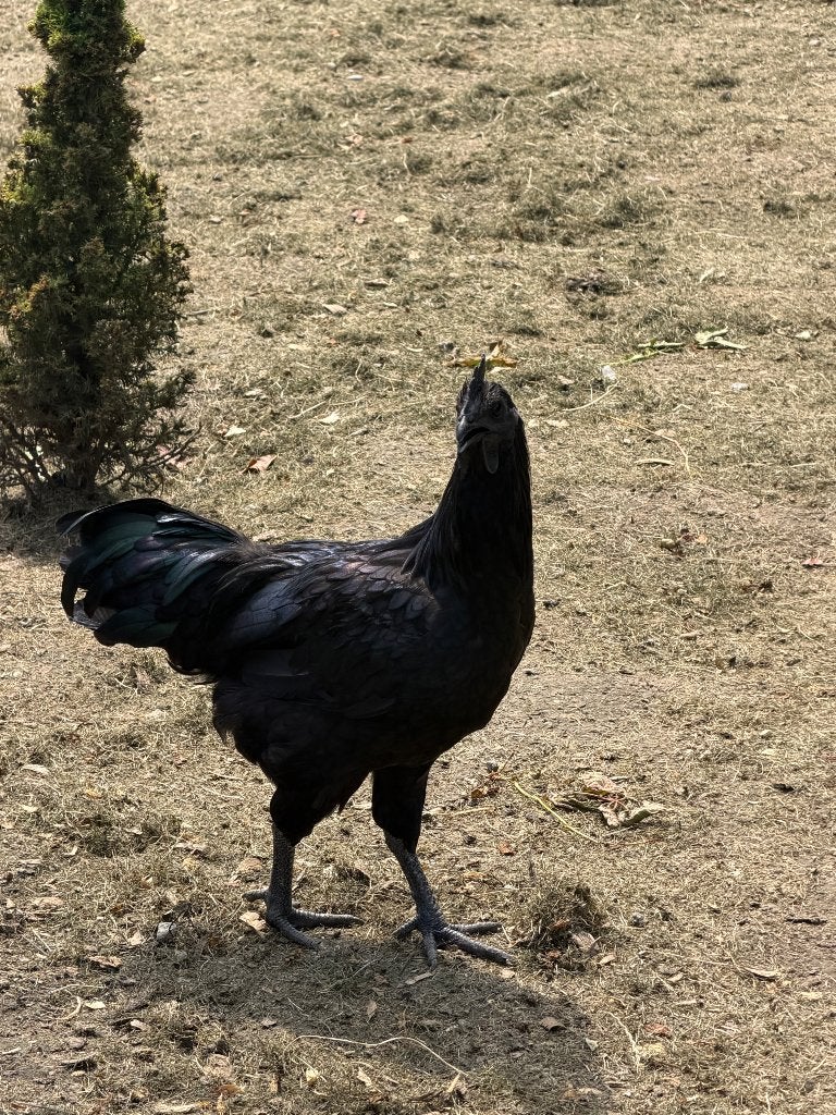 ayam Cemani haan, Dieren en Toebehoren, Pluimvee, Mannelijk, Overige soorten