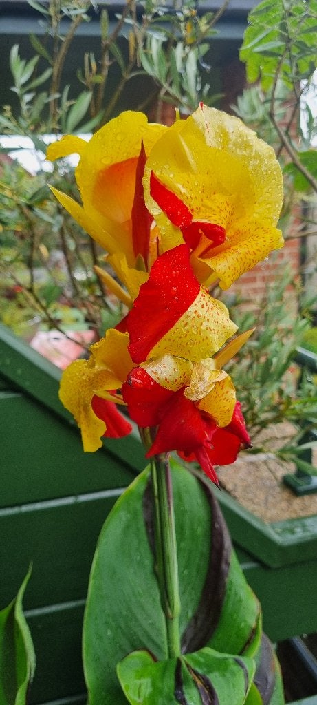 Canna Cleopatra, Enlèvement