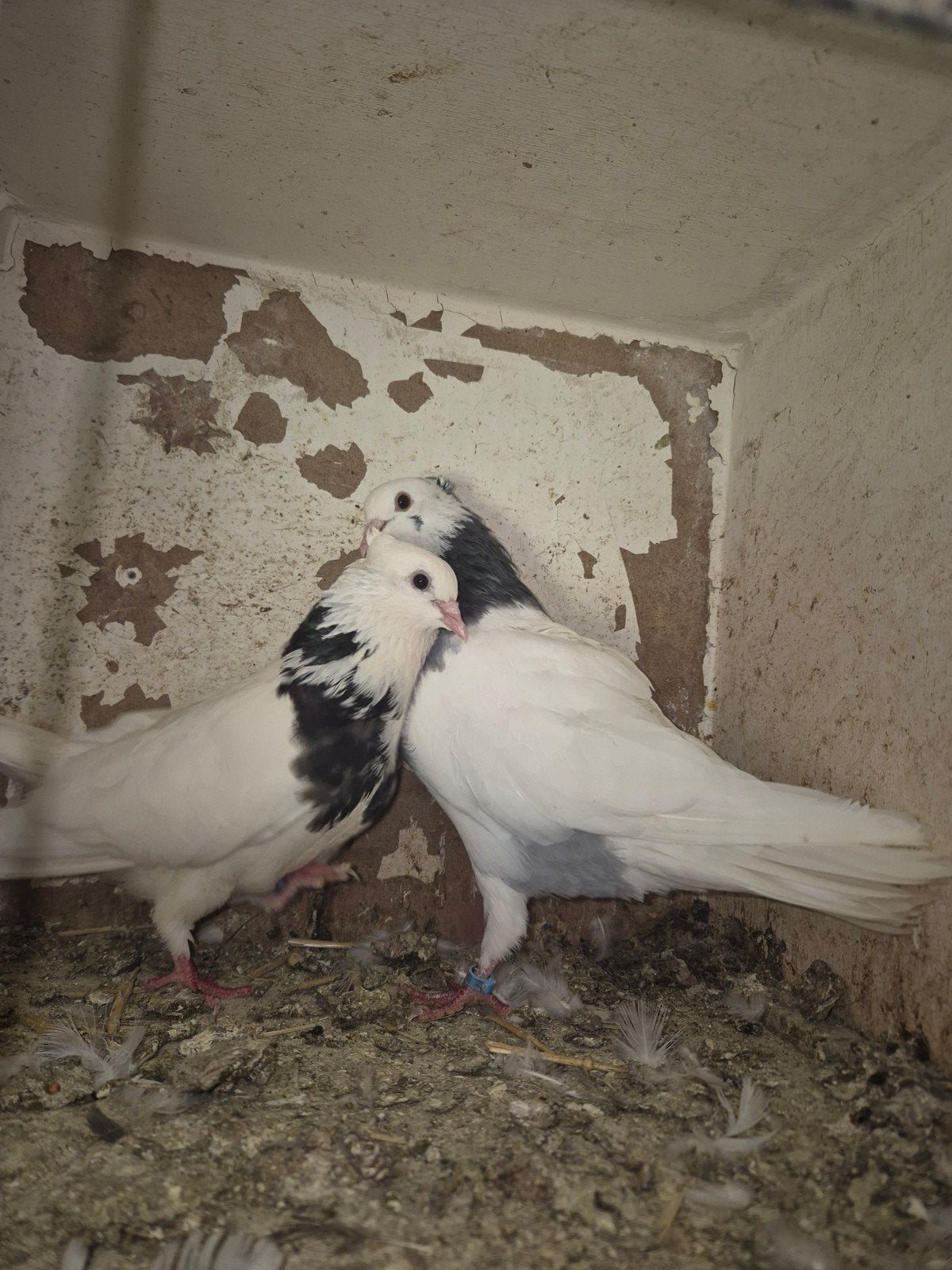 thoghi 1 kopel en een doffer voor 60€, Dieren en Toebehoren, Vogels | Duiven