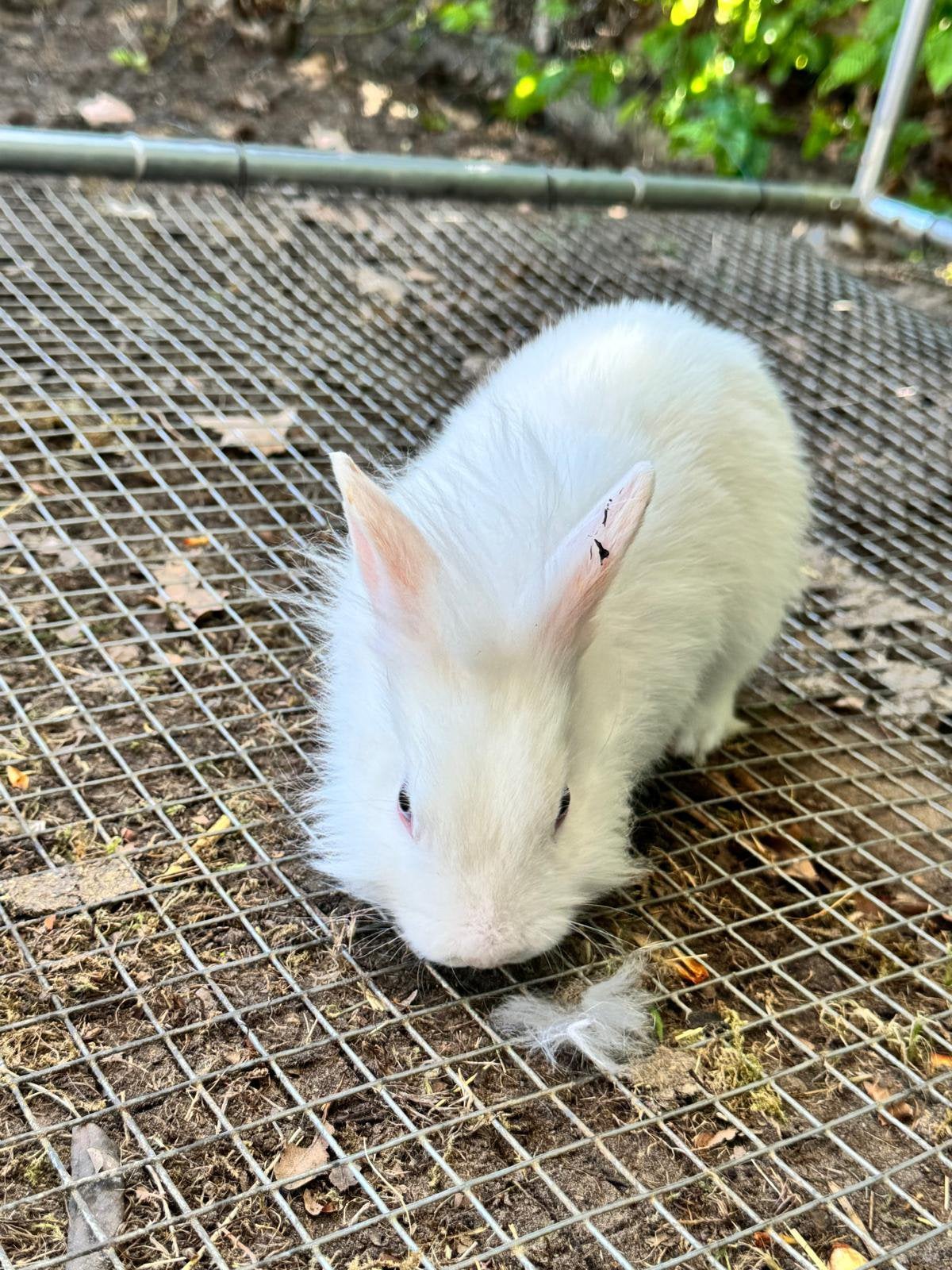 Witte dwergkonijntjes, Meerdere dieren, Dwerg, 0 tot 2 jaar