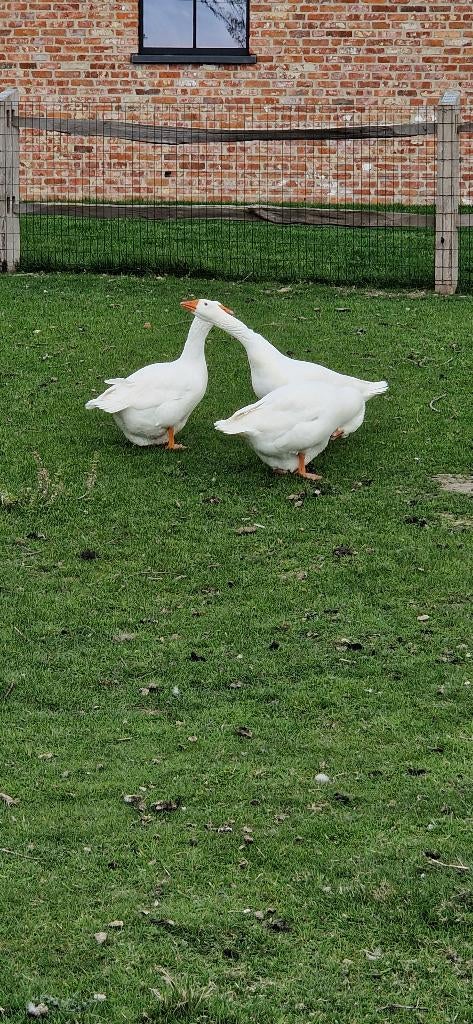 Broedeieren ganzen, Dieren en Toebehoren, Mei