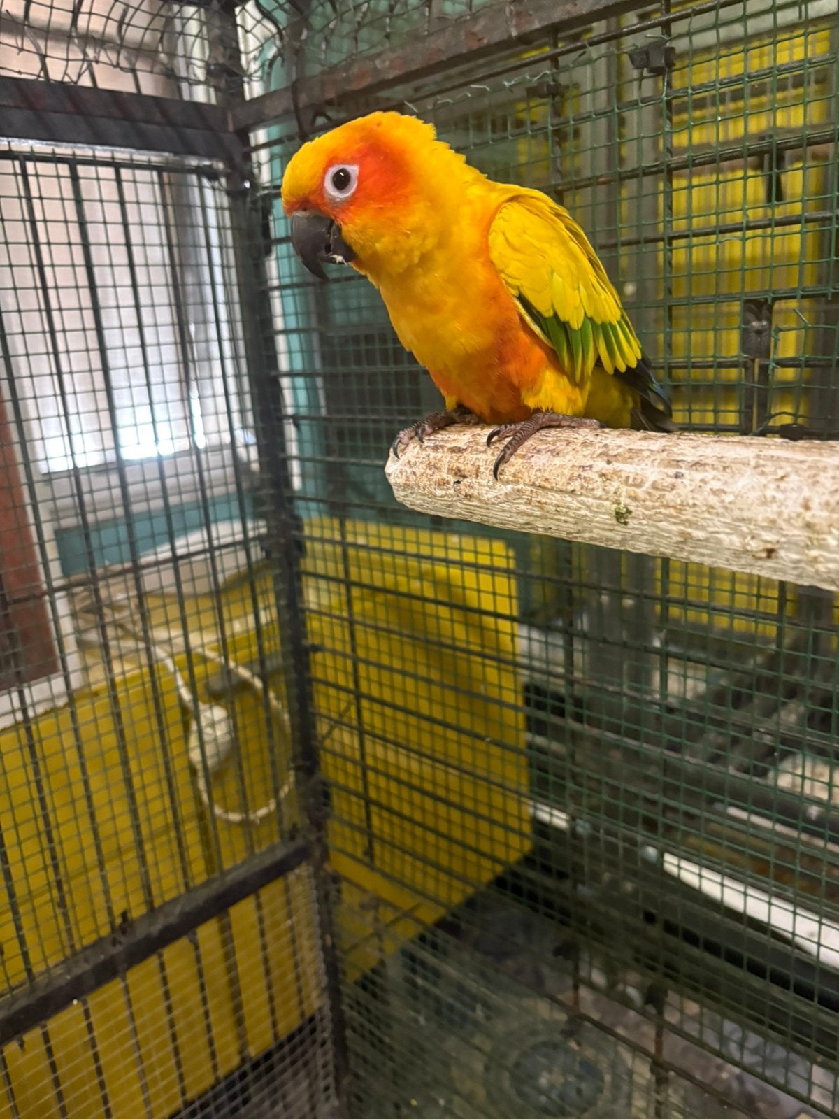 Perruche soleil, Mâle, Perruche, Bagué