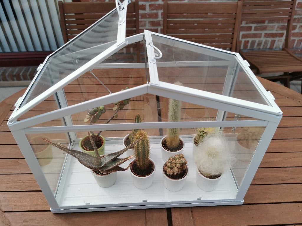 mini cactussen + mini serre, Enlèvement