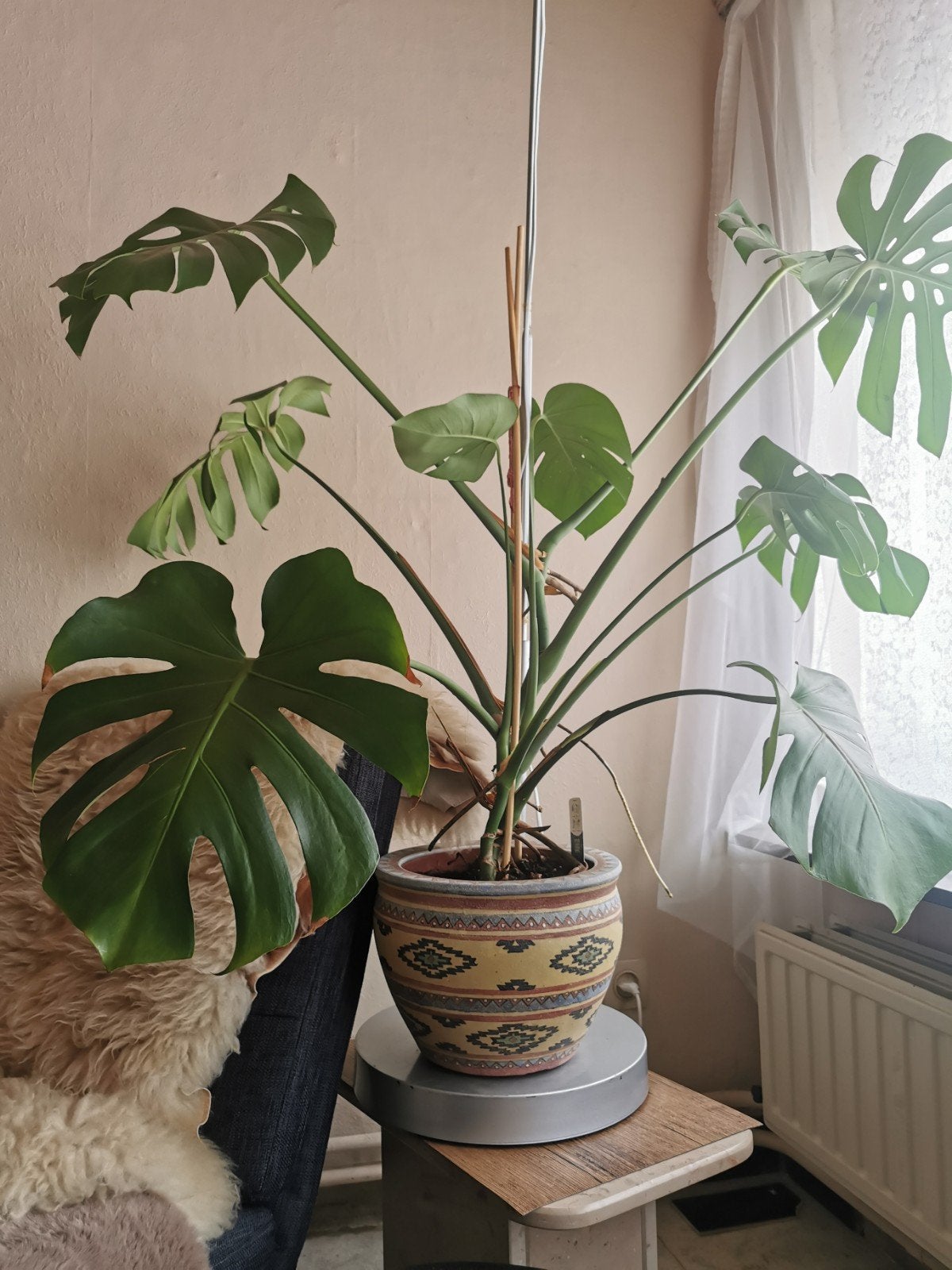 Monstera plant + bloempot, Huis en Inrichting, Ophalen