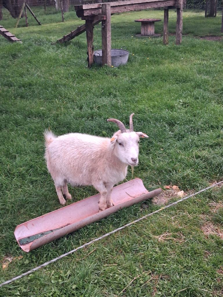 Dwerggeit, Dieren en Toebehoren, Schapen, Geiten en Varkens, Vrouwelijk, Geit