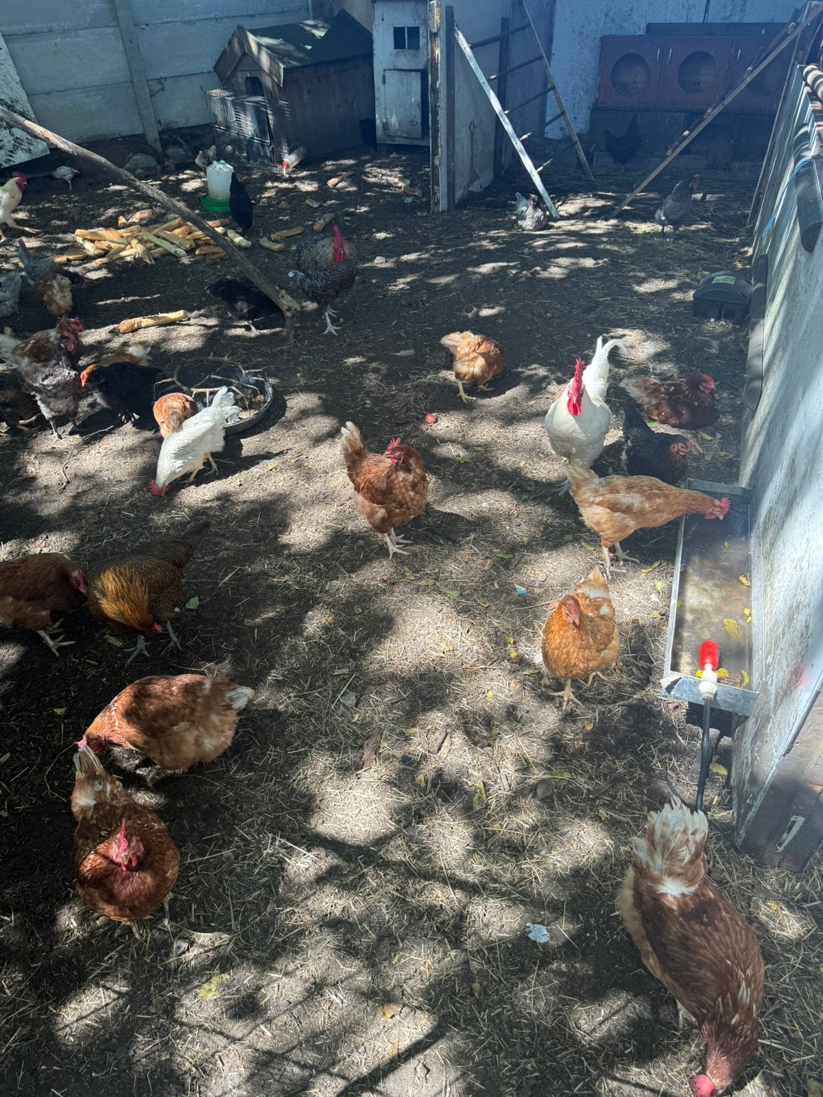 Leg kippen 10 euro stuk, Dieren en Toebehoren, Pluimvee