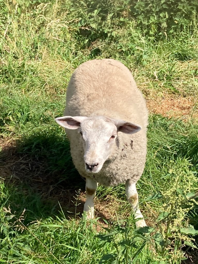 Schapen, Vrouwelijk, Schaap, 0 tot 2 jaar
