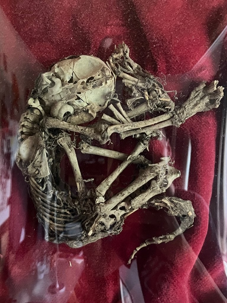 Gemummificeerde kat in gebogen frame, Ophalen of Verzenden, Zo goed als nieuw, Hond of Kat, Overige typen