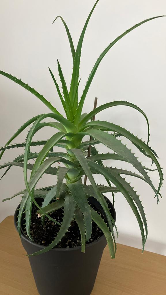 Aloe Vera, Enlèvement ou Envoi