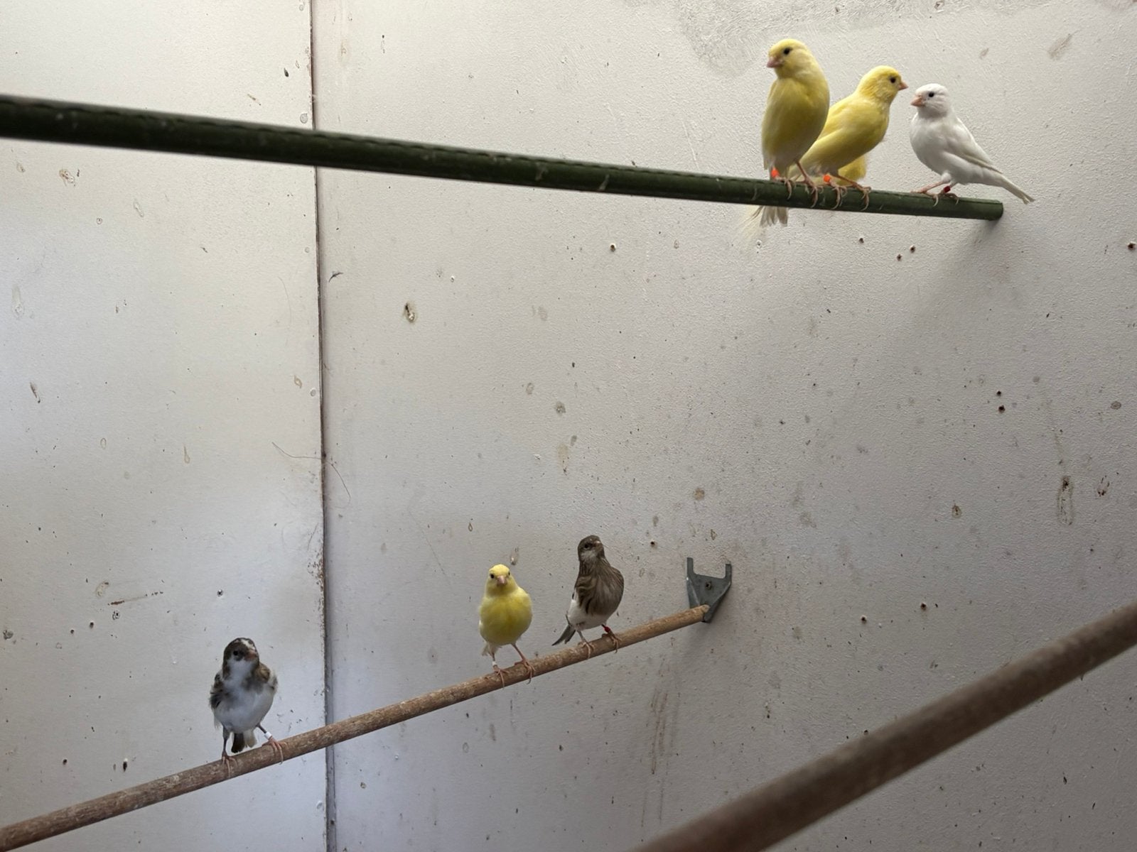 Kanaries 2026, Dieren en Toebehoren, Meerdere dieren, Bastaard