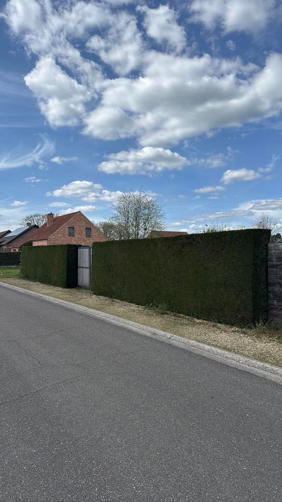 Coniferenhaag – zelf uit te graven – €10/stuk of €50 geheel, Ophalen, Haag