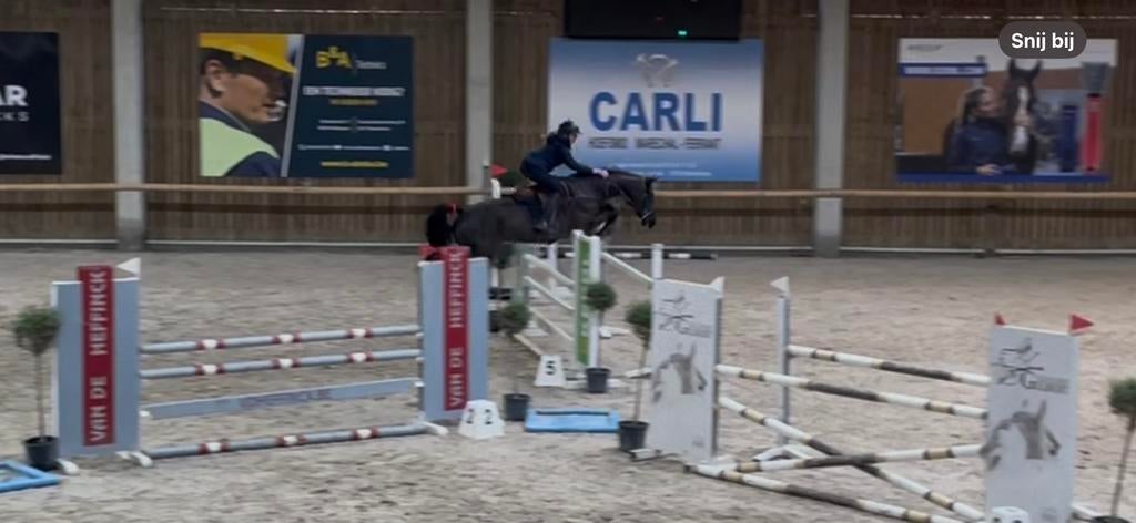 Fantastisch springpaard, Dieren en Toebehoren, Merrie, Springpaard