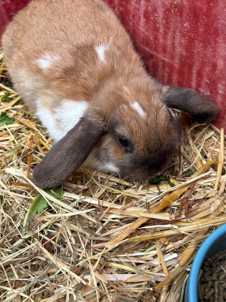 Konijn, Dieren en Toebehoren, Vrouwelijk, Klein, Hangoor, 0 tot 2 jaar
