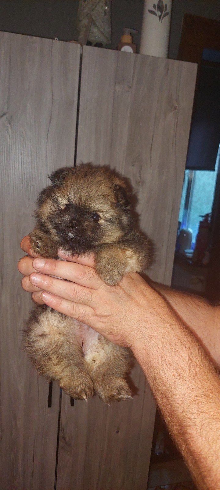 Mini Pomeranian/pomeriaan, Parvo, België, Fokker | Hobbymatig, Keeshond