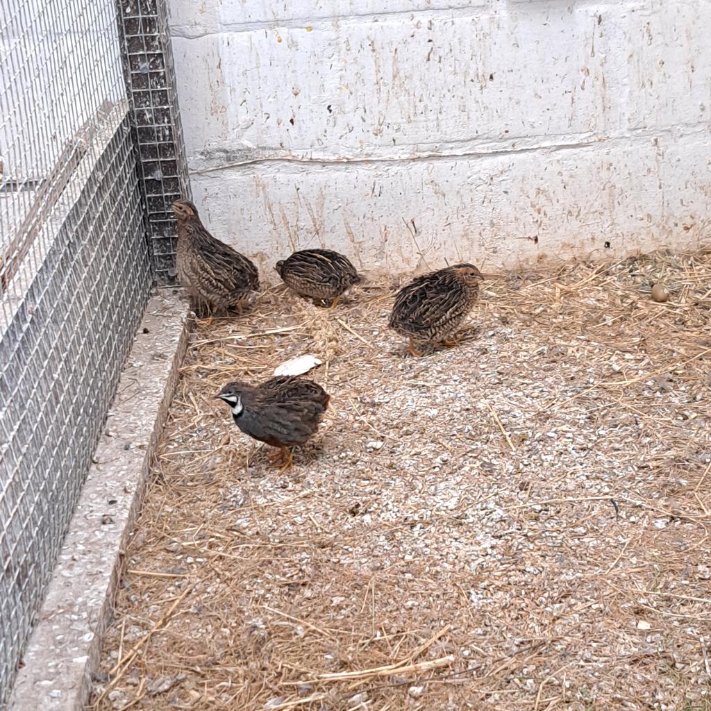 Chinese dwergkwartels te koop, natuurbroed, Dieren en Toebehoren, Vogels | Overige Vogels, Meerdere dieren, Tropenvogel, Geringd