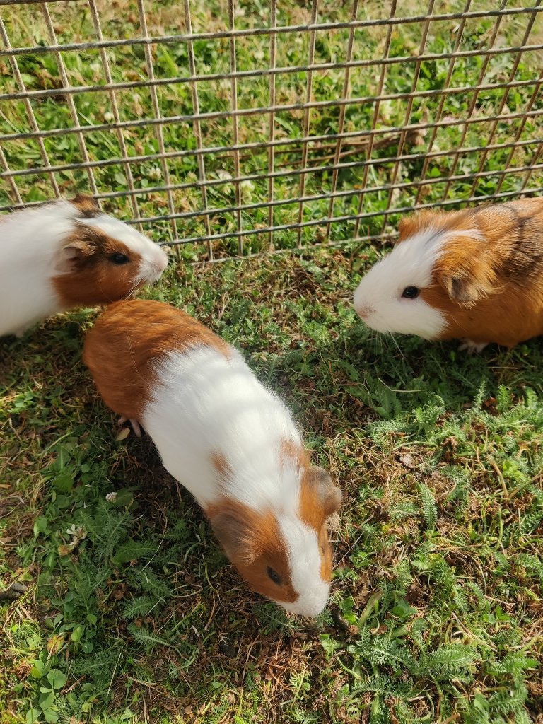 cavia's, Dieren en Toebehoren, Knaagdieren, Cavia, April, Meerdere dieren, Tam