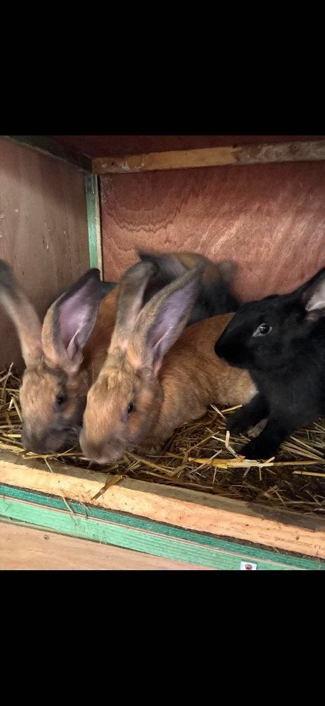 jeunes lapins, Plusieurs animaux, Taille moyenne, 0 à 2 ans