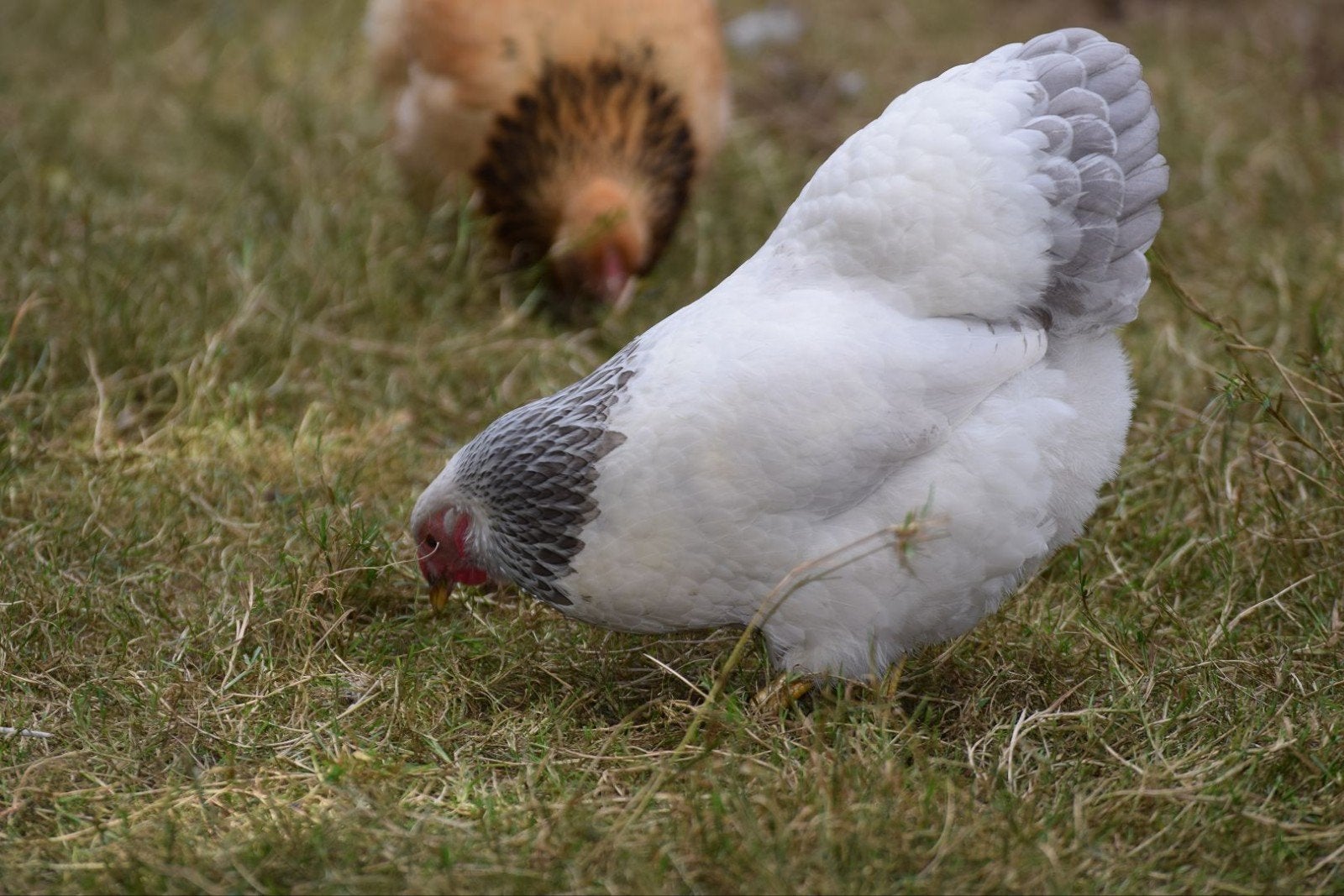 wyandotte kriel kip, Dieren en Toebehoren, Vrouwelijk, Kip