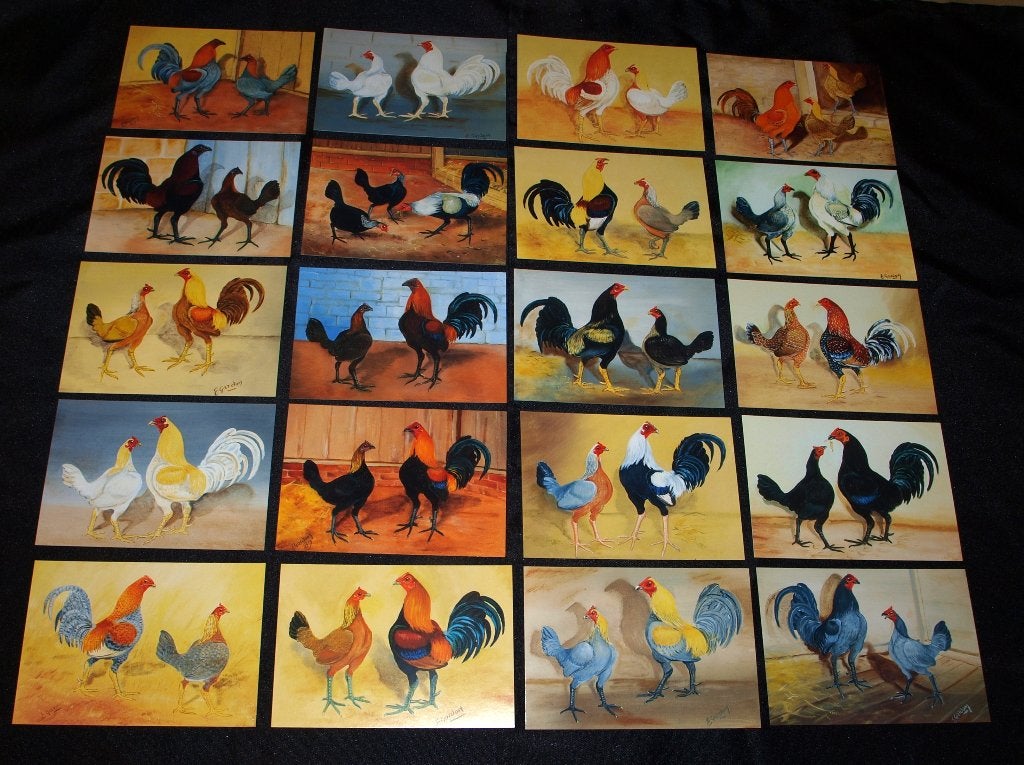 Postkaarten kleurslagen Oud Engelse Vechters., Ophalen of Verzenden, 1980 tot heden, Ongelopen, Natuur
