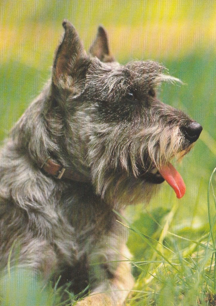 SCHNAUZER, Verzamelen, Ophalen of Verzenden, Ongelopen, Hond of Kat