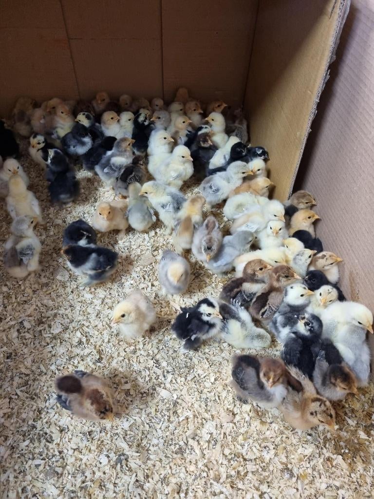 Cochinkriel broedeitjes, Dieren en Toebehoren, Meerdere dieren, Kip
