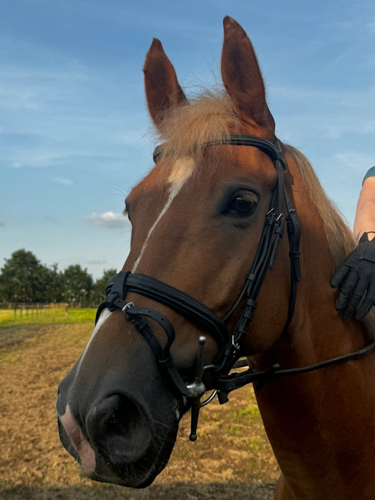 11 jarige ruin, Dieren en Toebehoren, Gechipt, Ruin, Zadelmak, 160 tot 165 cm