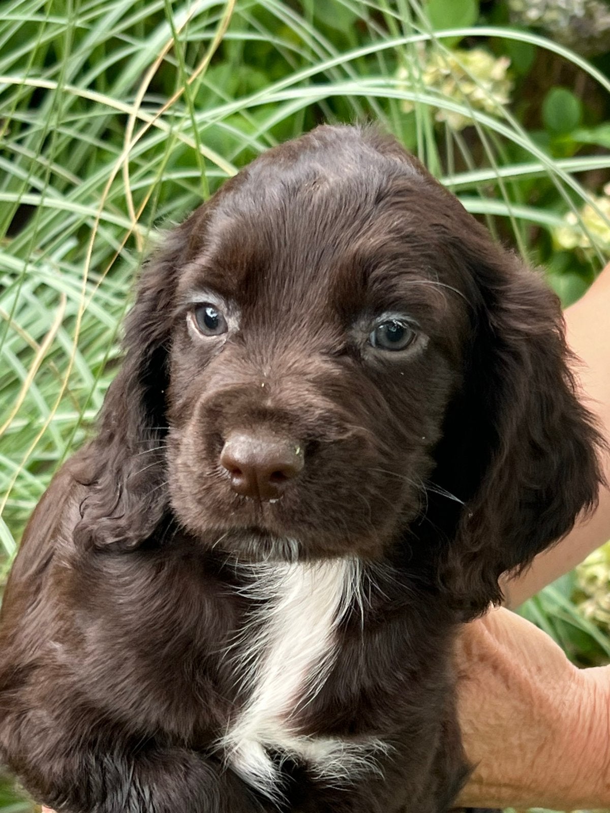 Mooie Engelse springer spaniël x working cocker pups, Dieren en Toebehoren, België, Particulier, 8 tot 15 weken, CDV (hondenziekte)