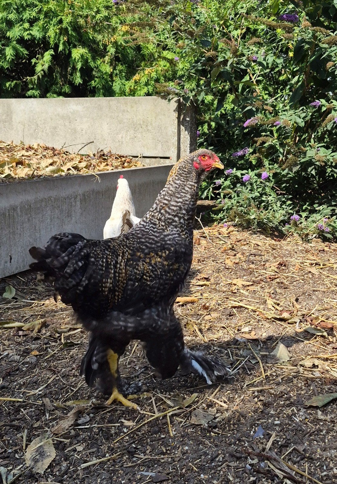 brahma haantje, Mâle, Poule ou poulet