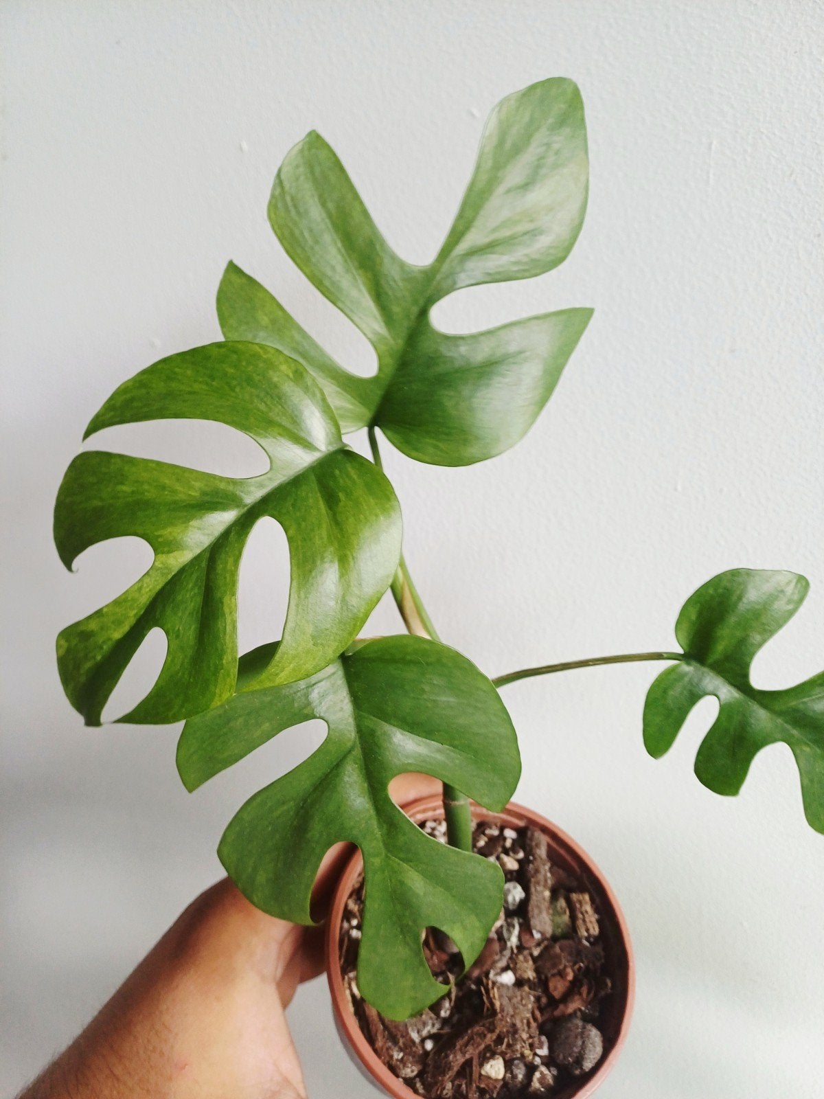 Rhaphidophora Tetrasperma Mint variegata, Overige soorten, In pot, Minder dan 100 cm, Groene kamerplant