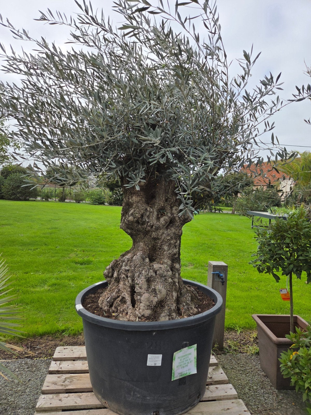 Olijfboom Olea Europaea Bonsai, Tuin en Terras, Ophalen, Olijfboom